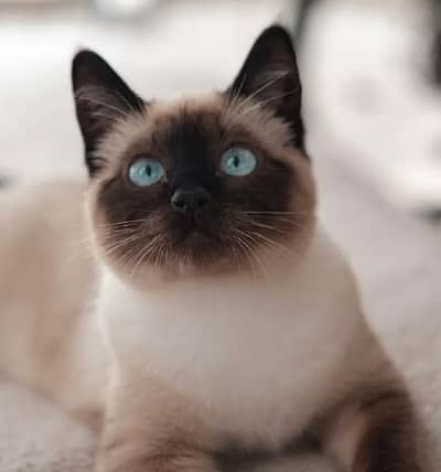 Pair of siamese cats