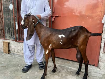 Nagri Beetal bakri