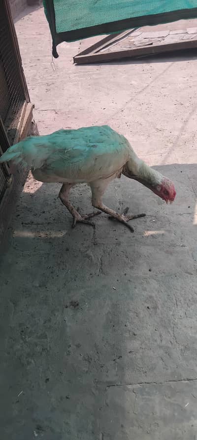 King white Shamo female