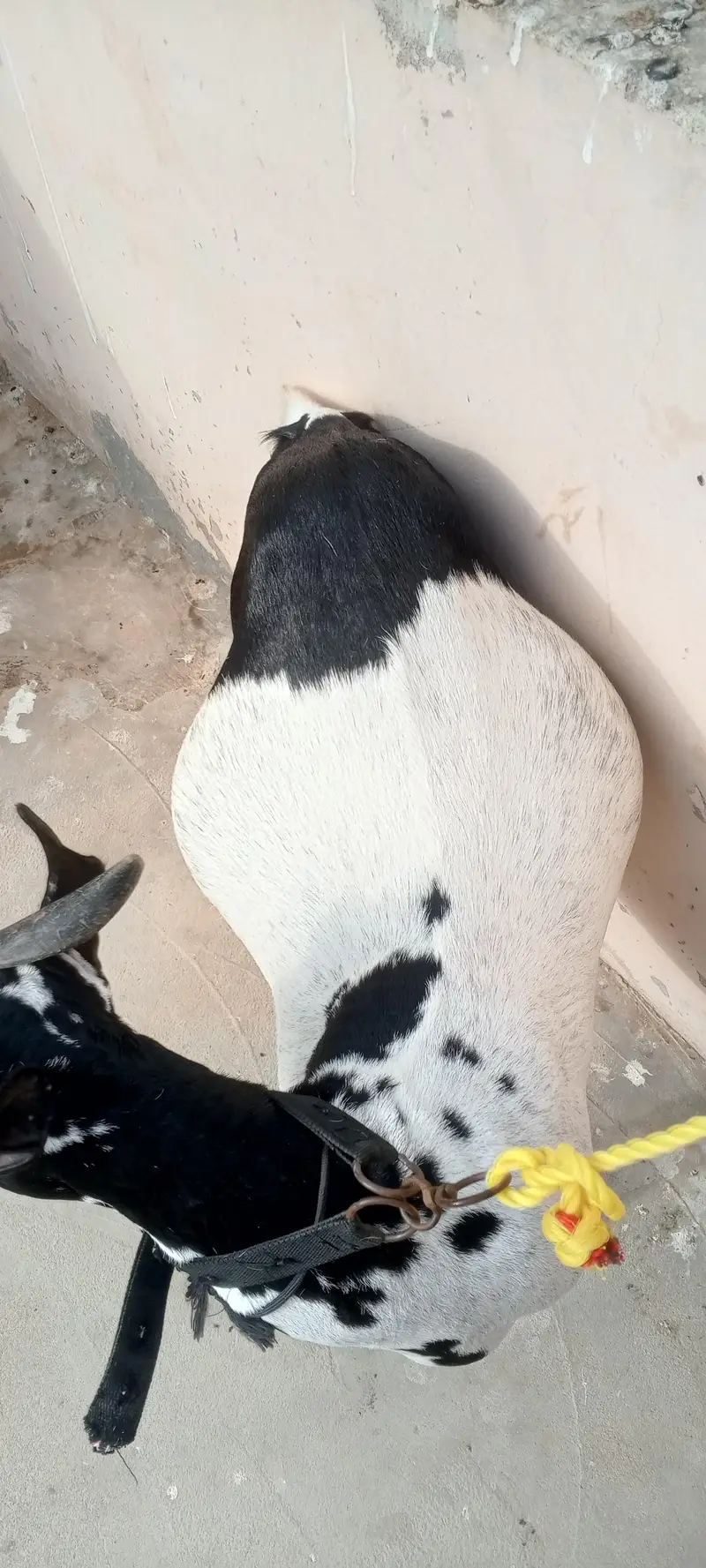Abluck Teddy bakri 2.5 months gabban — photo 4