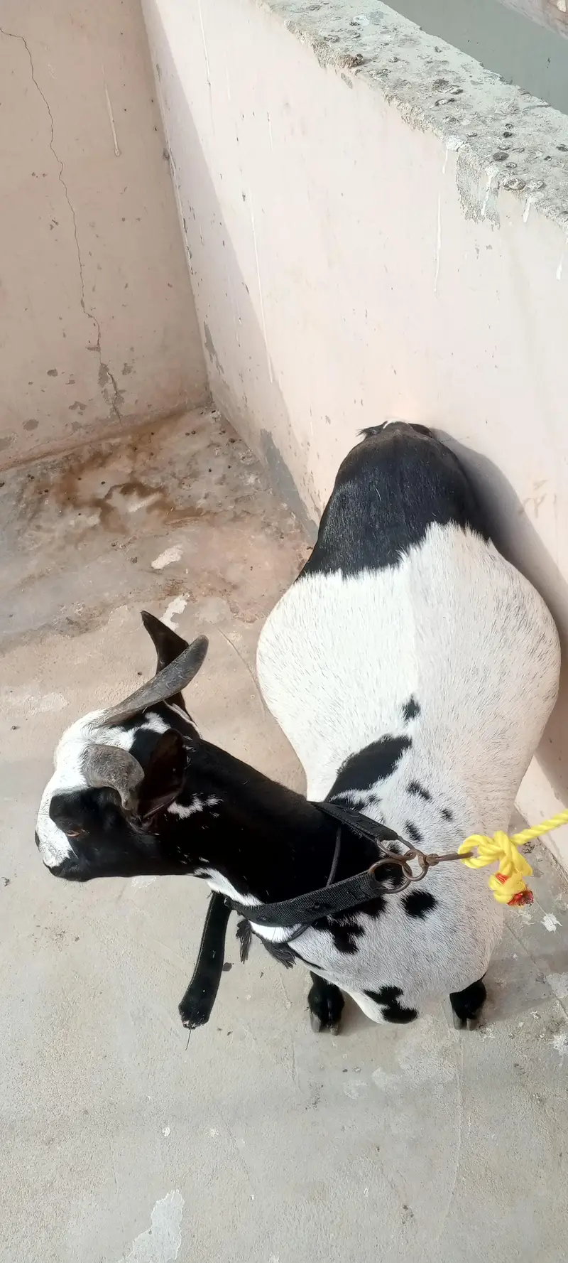 Abluck Teddy bakri 2.5 months gabban — photo 8