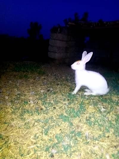 White color red eyes 3 month age new ziland rabbits
