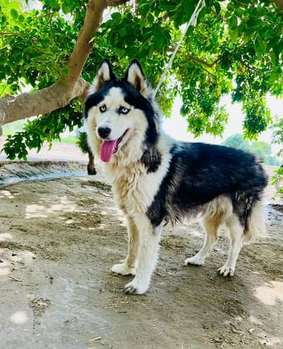 HUSKY FEMALE BLUE EYES
