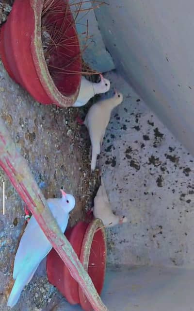 White Khumray (Doves)