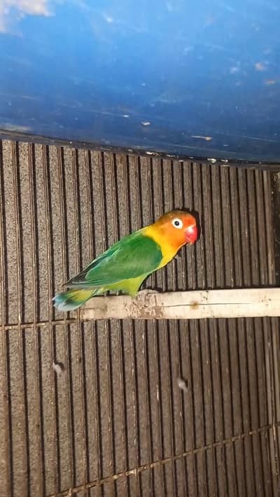Love bird fisher for sale in walton road lahore
