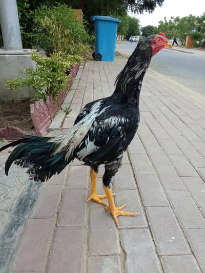 Aseel Cheena