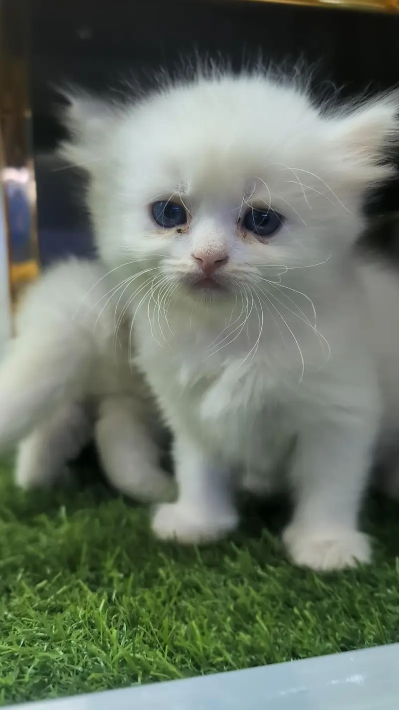 Persian kitten