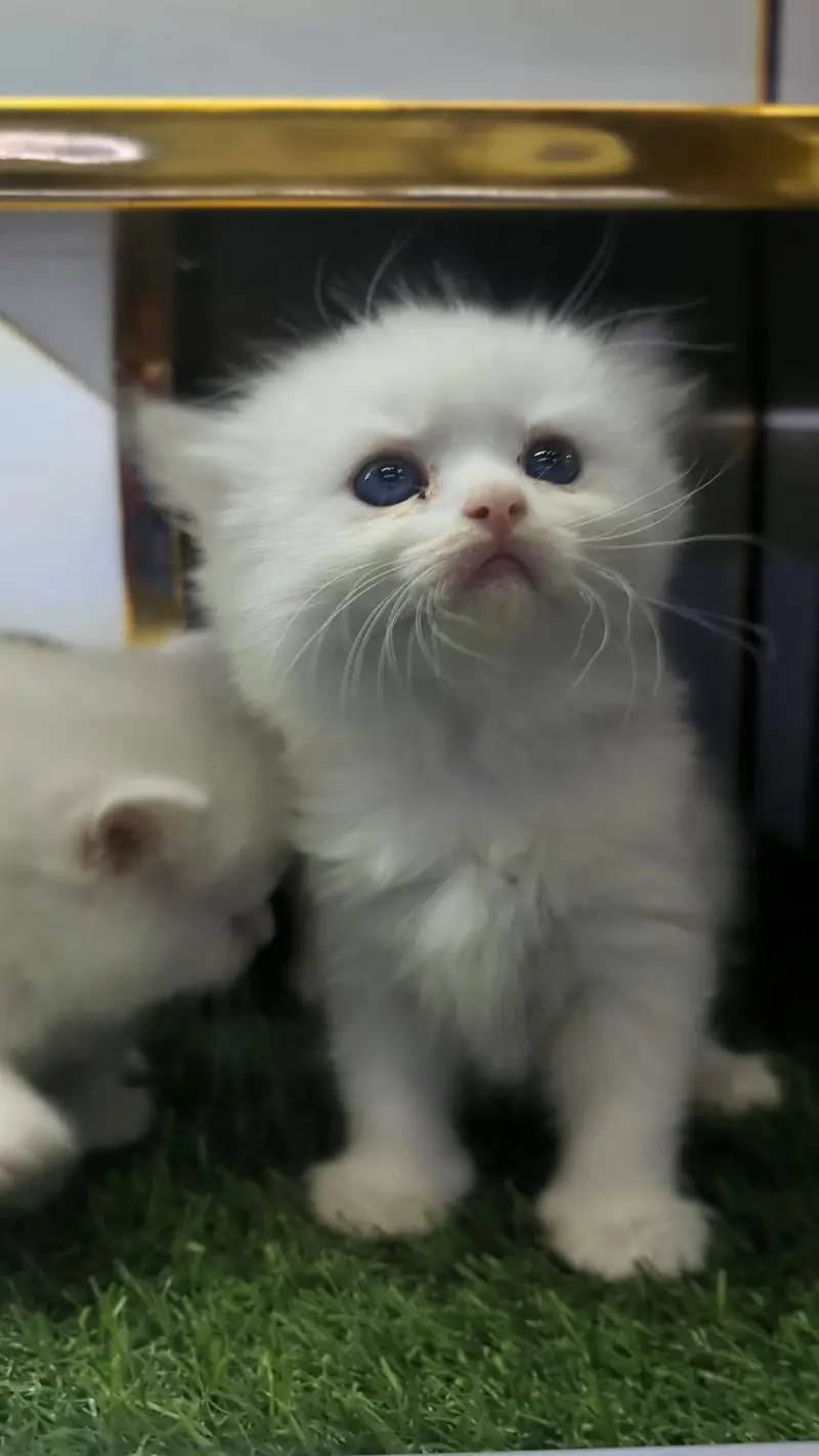 Persian kitten — photo 2