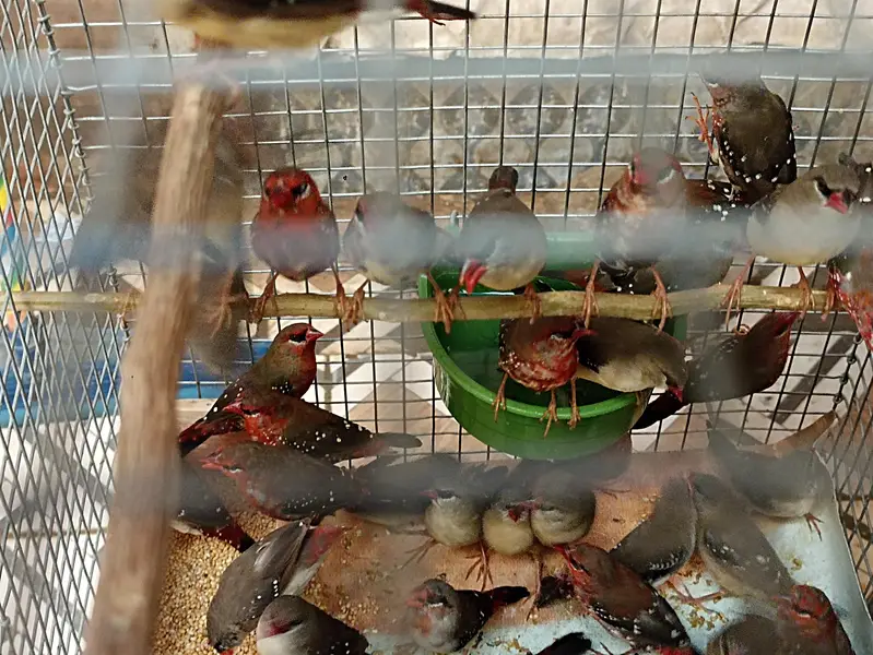 Strawberry finch full pairs — photo 4