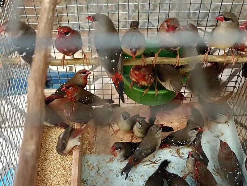 Strawberry finch full pairs — photo 5