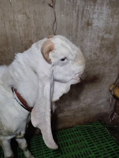 Gulabi bakra 03243279031