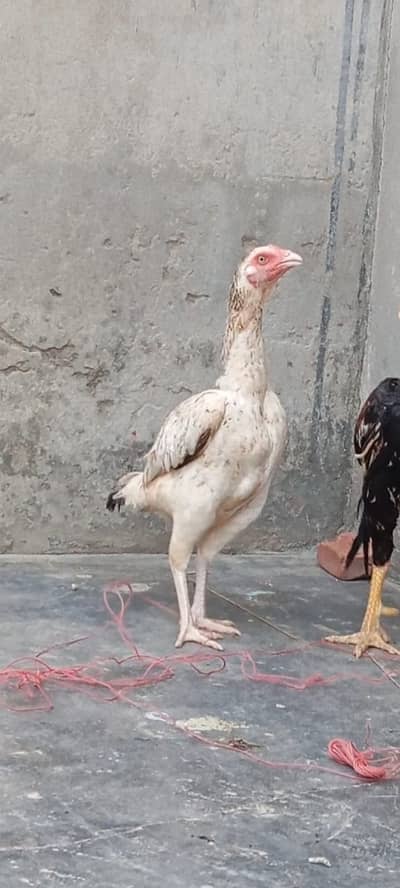 Healthy Aseel Birds / 03211654832 WhatsApp or call