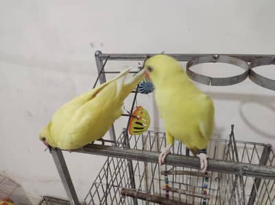 Pair of Yellow Lutino Indian Ringneck Parrots Healthy and Active