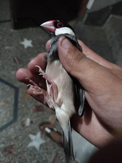 all birds is ok breeding pair  active birds