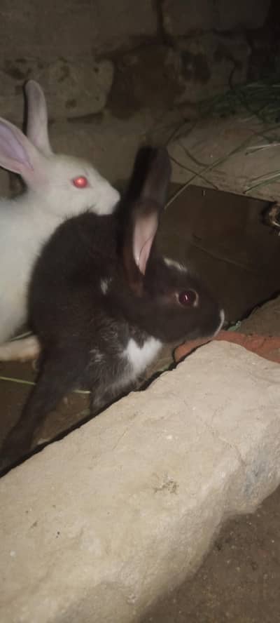 Nez and Dutch female rabbits