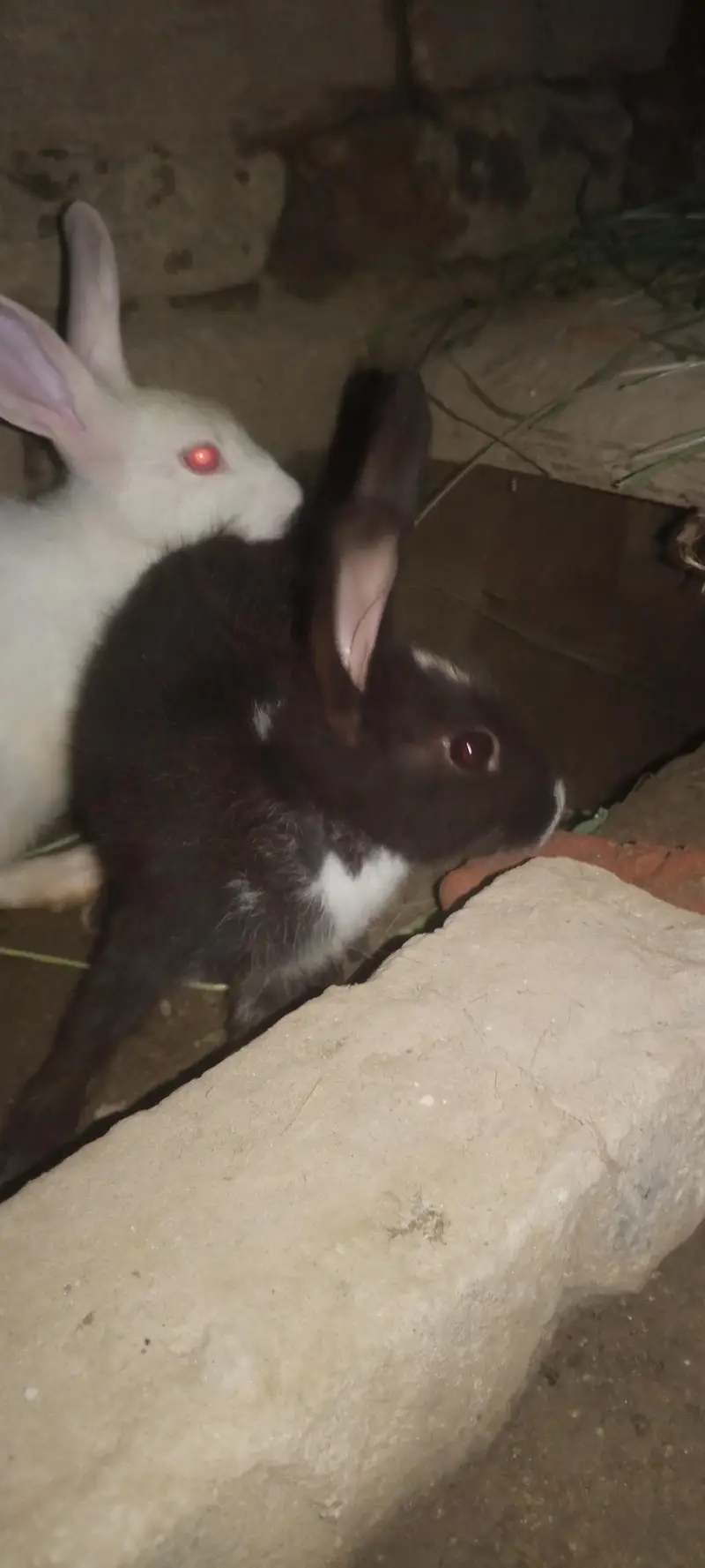 Nez and Dutch female rabbits