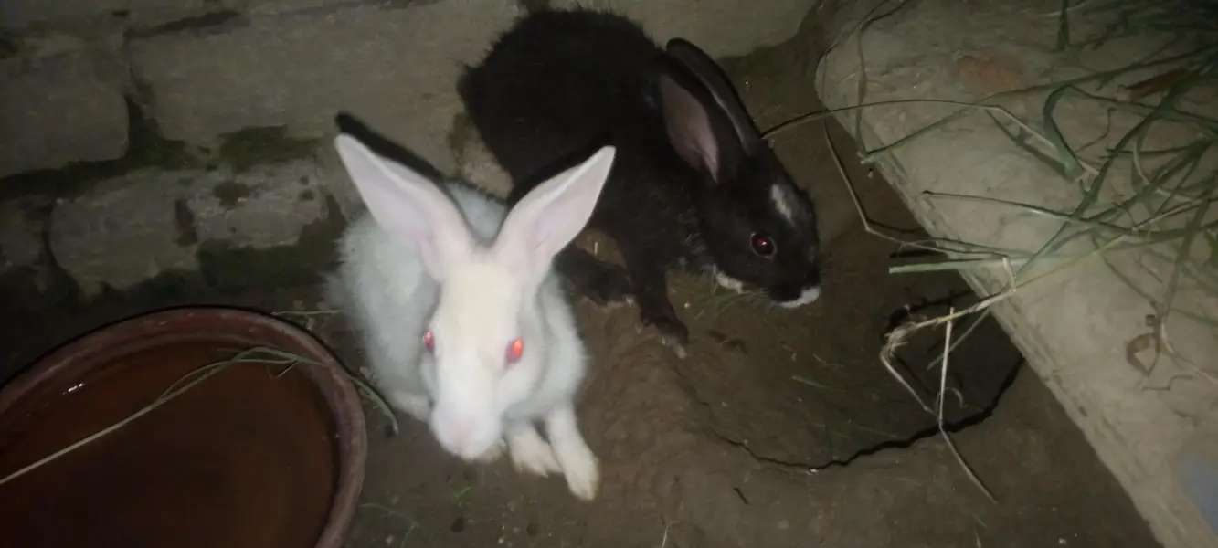 Nez and Dutch female rabbits — photo 8