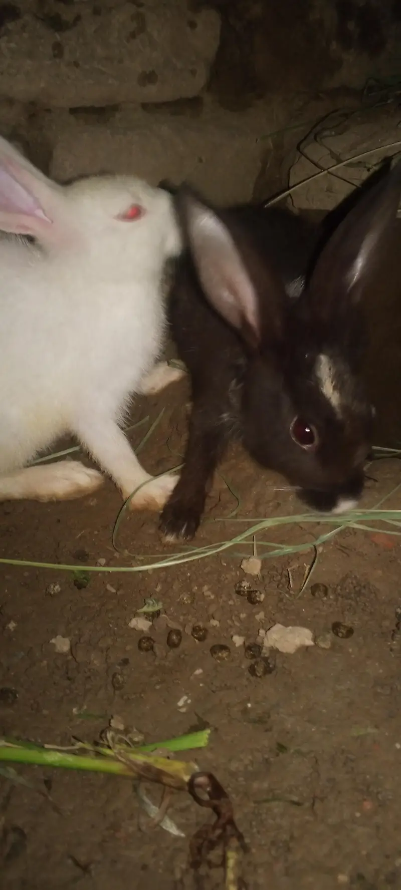 Nez and Dutch female rabbits — photo 9