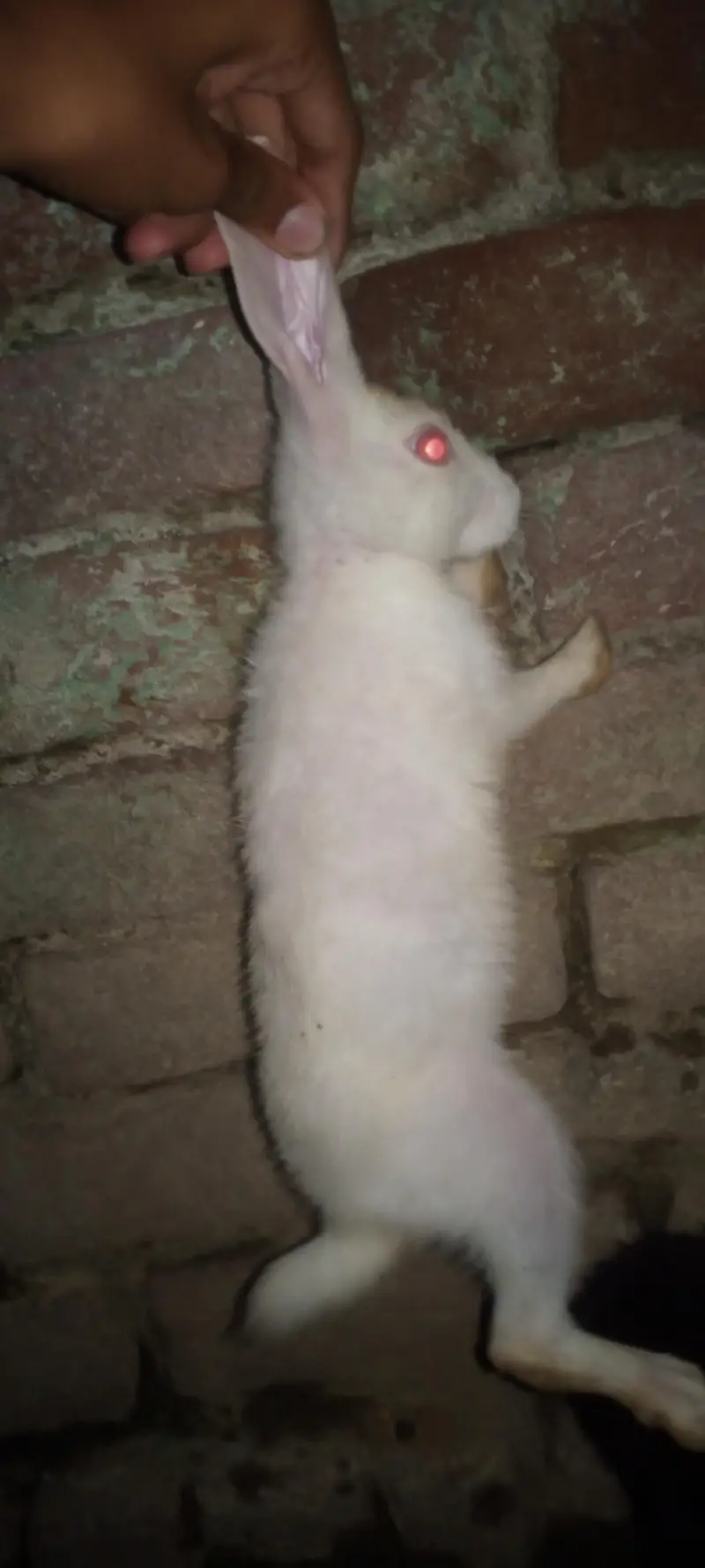 Nez and Dutch female rabbits — photo 10