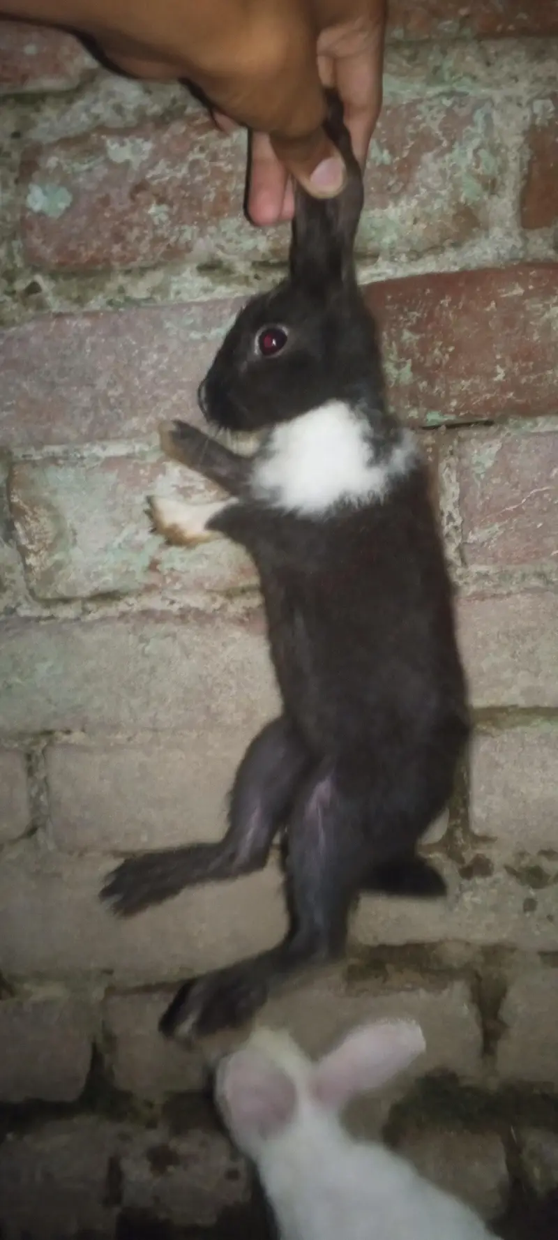 Nez and Dutch female rabbits — photo 11
