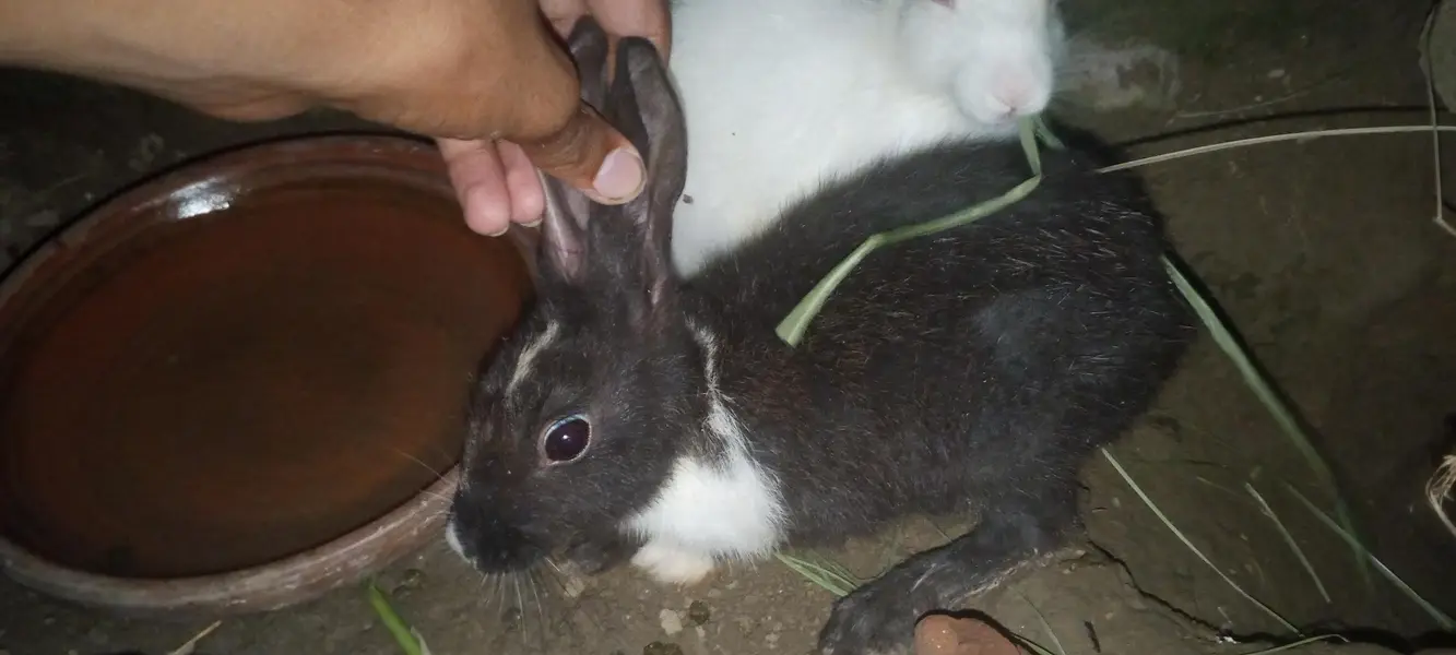 Nez and Dutch female rabbits — photo 12