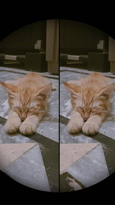 cat for sale