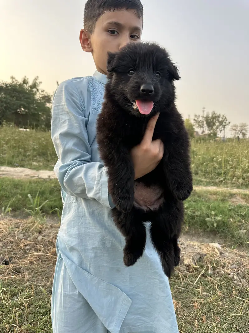 Black Shepherd King Size puppies looking for new home
