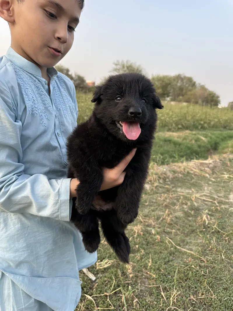 Black Shepherd King Size puppies looking for new home — photo 2
