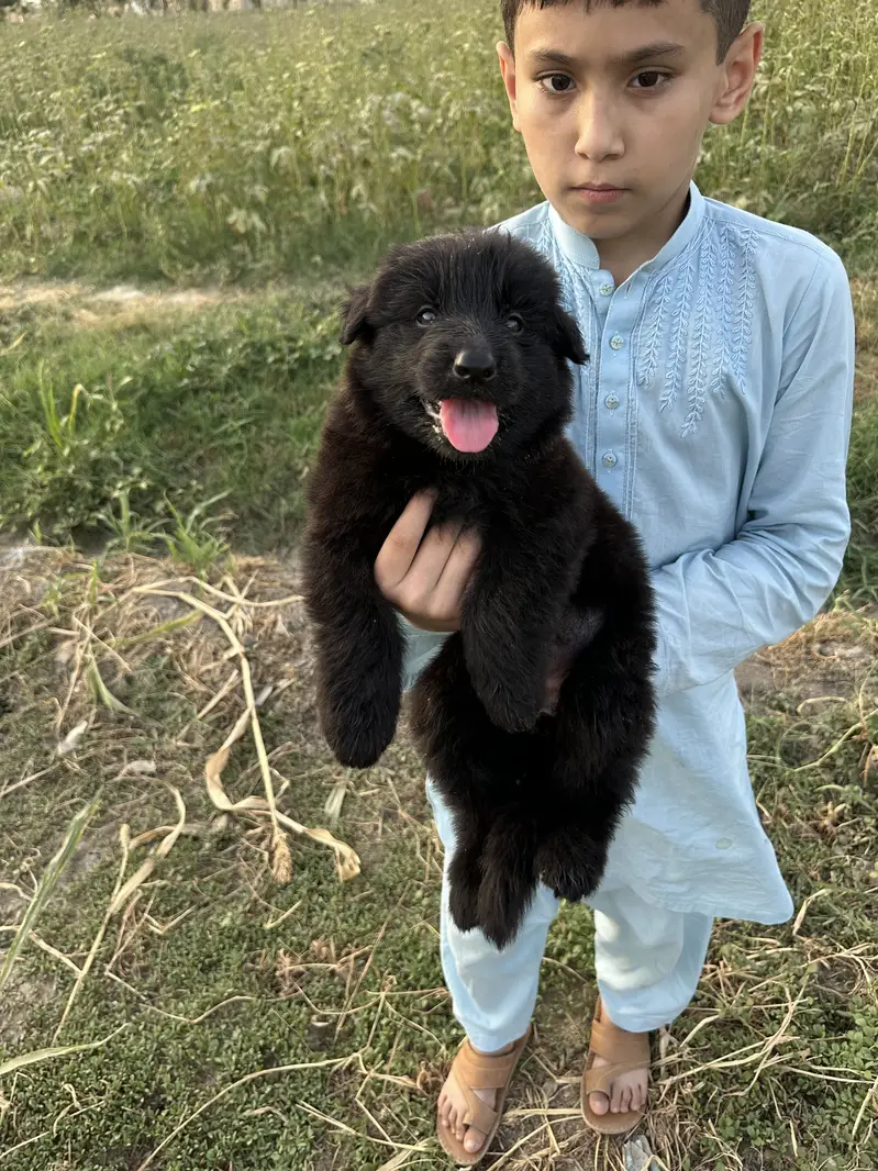 Black Shepherd King Size puppies looking for new home — photo 3