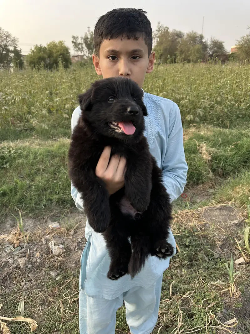 Black Shepherd King Size puppies looking for new home — photo 4