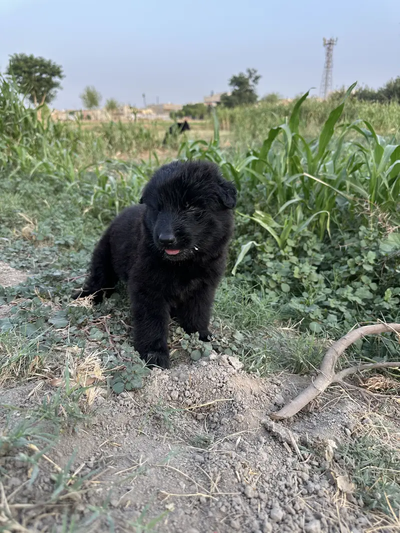 Black Shepherd King Size puppies looking for new home — photo 5