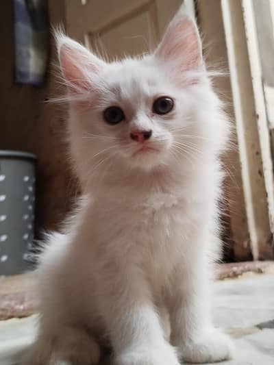 Beautiful Persian White Kittens Pair.