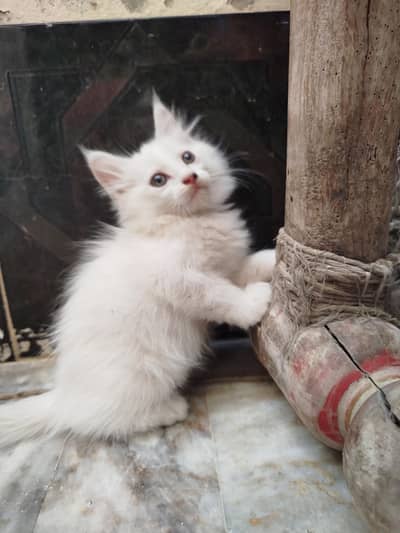 Beautiful Persian White Kittens Pair.