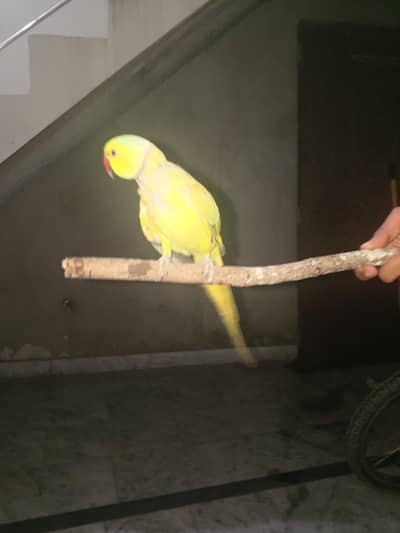 khata raw tota fire sale hand tame
