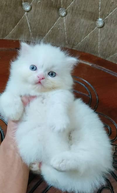 Persian kittens for sale 0344*42*67*902 My Whatsapp number