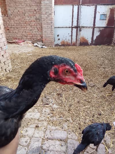 Hens for sale