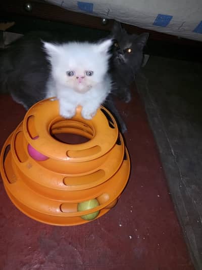 Persian kittens
