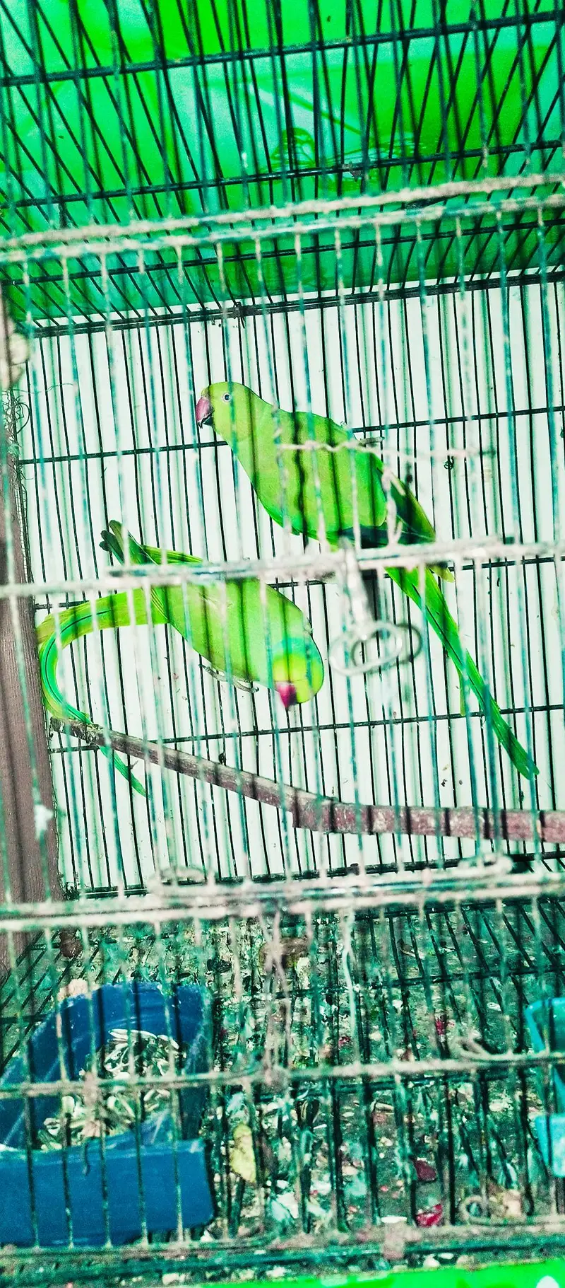 Ringneck king size home 200% home breeder pairs