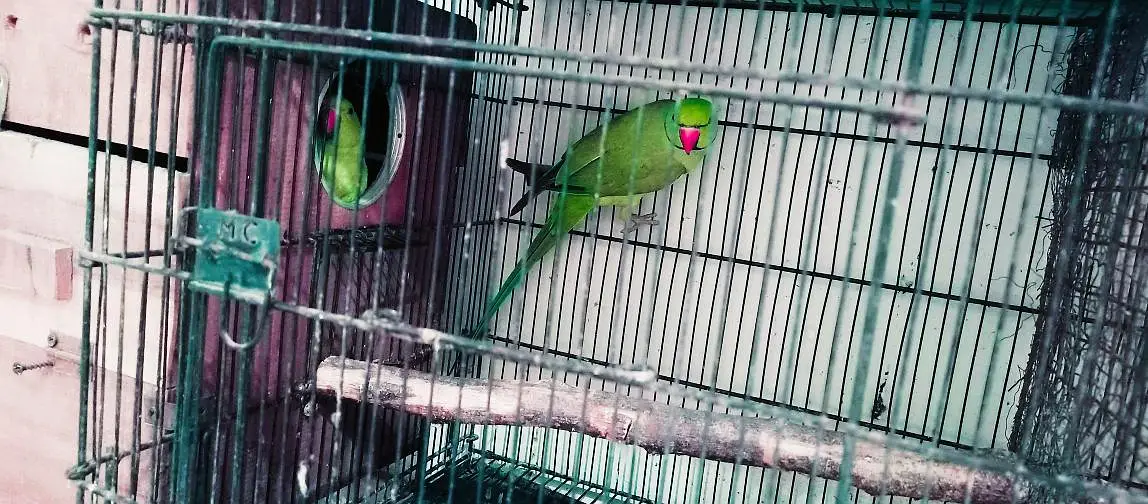Ringneck king size home 200% home breeder pairs — photo 2