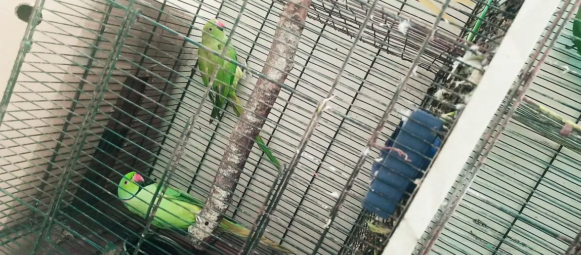 Ringneck king size home 200% home breeder pairs — photo 3