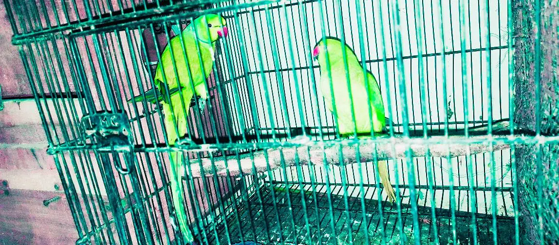 Ringneck king size home 200% home breeder pairs — photo 4