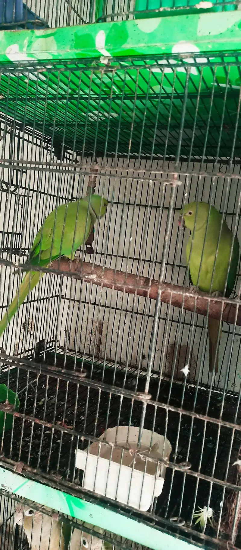 Ringneck king size home 200% home breeder pairs — photo 5