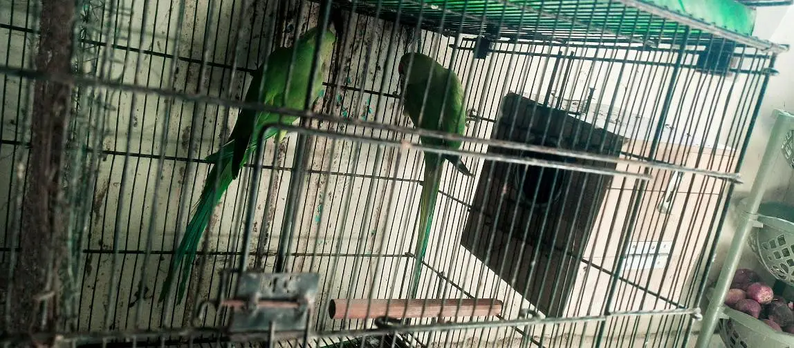 Ringneck king size home 200% home breeder pairs — photo 6