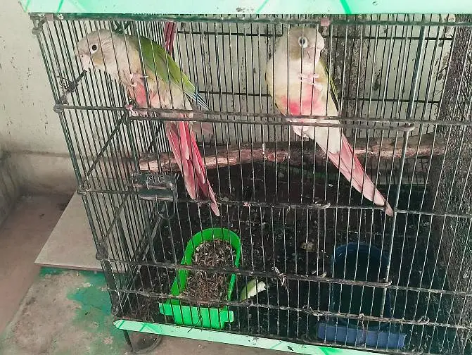 Ringneck king size home 200% home breeder pairs — photo 7