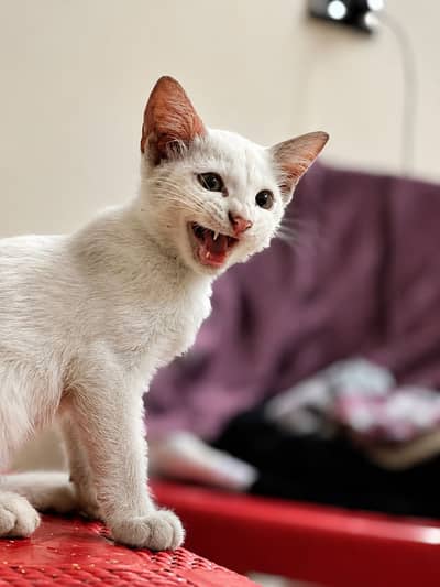 Healthy & active kitten very palyfull with yellow eyes