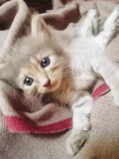 Persian Triple Coated Kittens for sale female Bili