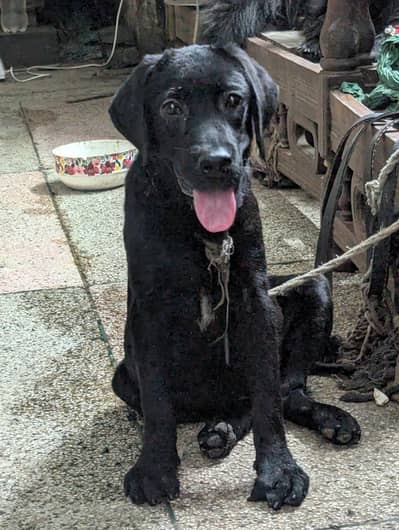 Labrador pedigree female pup