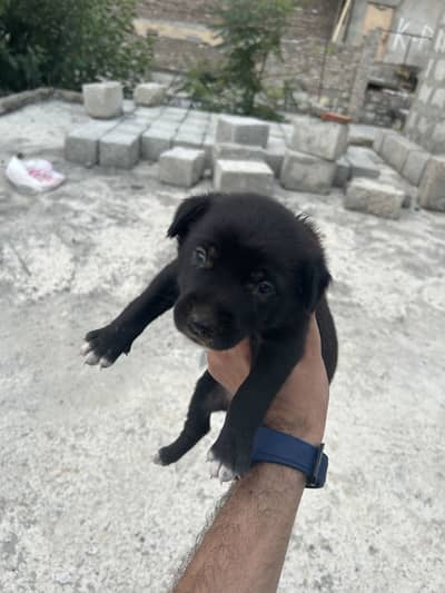 Lebrador dog pubby for sale