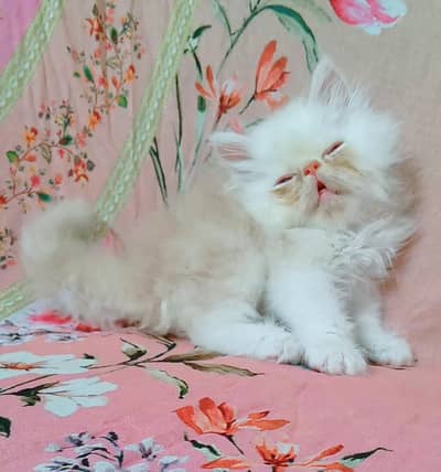 pure Persian piki face triple coat fawn male kitten available for sale