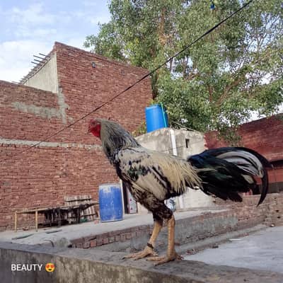 3 cages for sale .       hen, parrot, pigeon  and 1 Aseel roaster